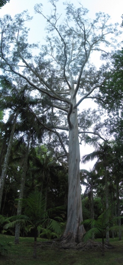 Terra Nostra park