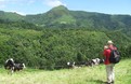 Ilha Verde