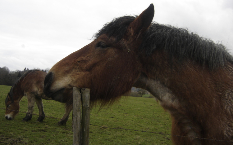 Paard