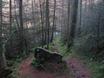 Mynydd Du Forest