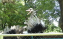 Struisvogel