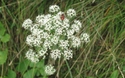 Fauna en flora