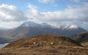 Schapen voor Beinn a' Bheithir
