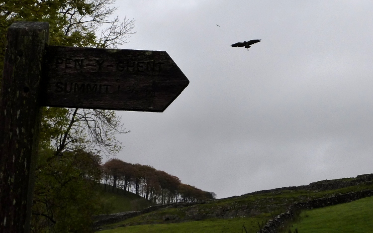 Falconry 1