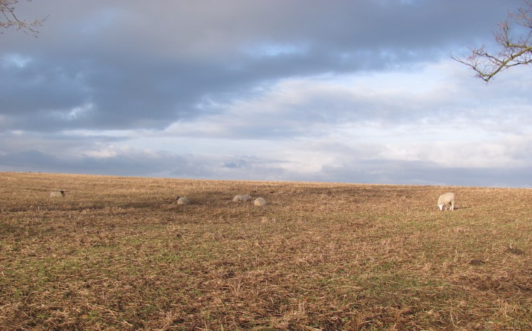 Schapen