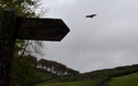 Falconry 1