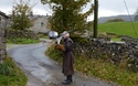 Falconry 2
