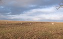 Schapen
