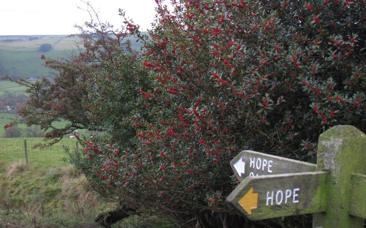 Hope!