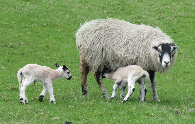 Lammetjes
