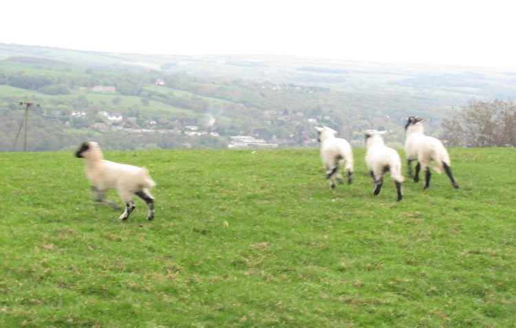 Lammetjes