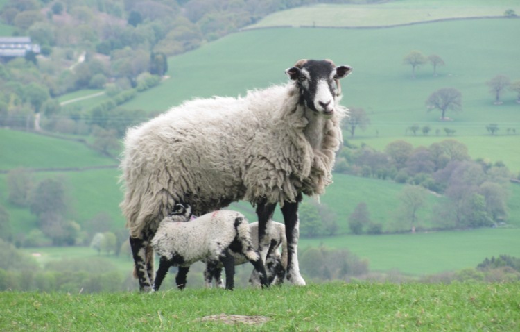 Lammetjes