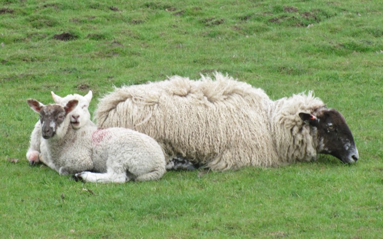 Lammetjes