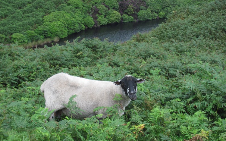 Schaap