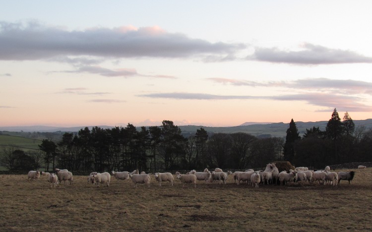 Schapen