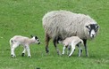 Lammetjes