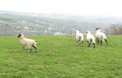 Lammetjes