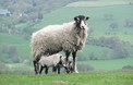 Lammetjes