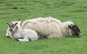 Lammetjes