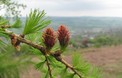 Lente