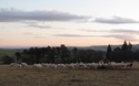 Schapen