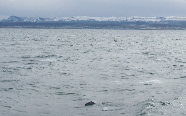 Bruinvis