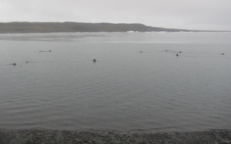 De familie Zeehond