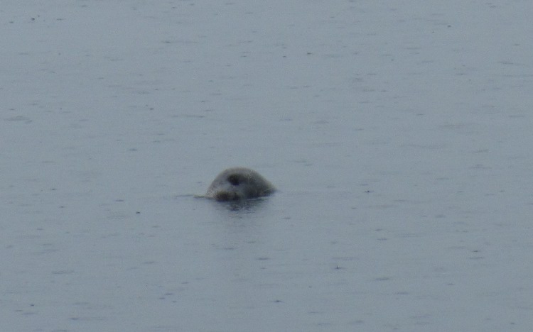 E&eacute;n oog boven water