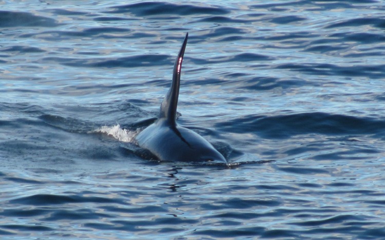 Orka!