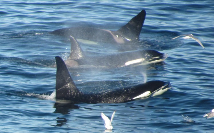 Orka's!!!