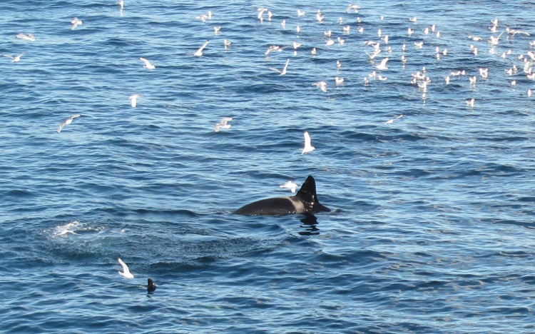 Orka's!