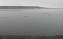 De familie Zeehond