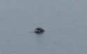 E&eacute;n oog boven water