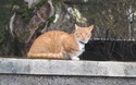 Kat