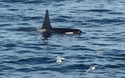 Orka!