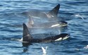 Orka's!!!