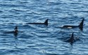 Orka's!