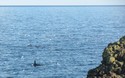 Orka's!
