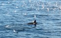 Orka's!