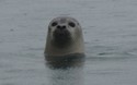 Zeehond