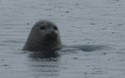 Zeehond