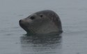 Zeehond in J&ouml;kuls&aacute;rl&oacute;n