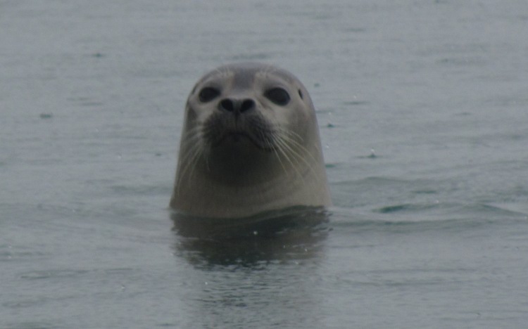 Zeehond