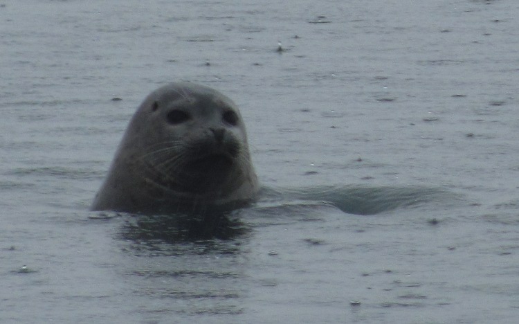 Zeehond