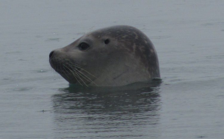 Zeehond in J&ouml;kuls&aacute;rl&oacute;n