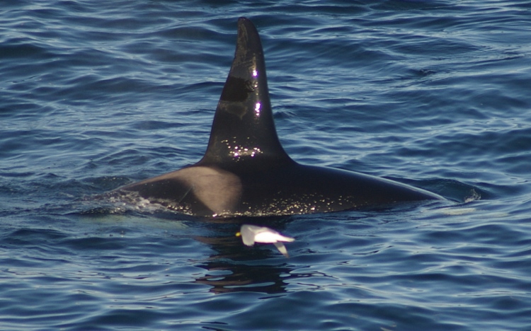 Orka!