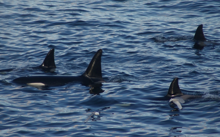 Orka's!
