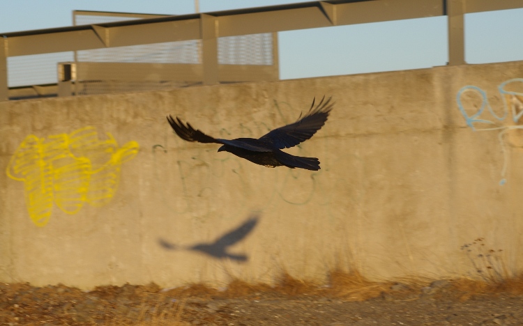 Raaf (urban)