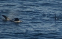 Orka!