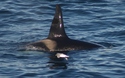 Orka!